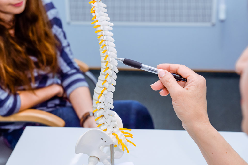 spine model in Beaverton chiropractic care