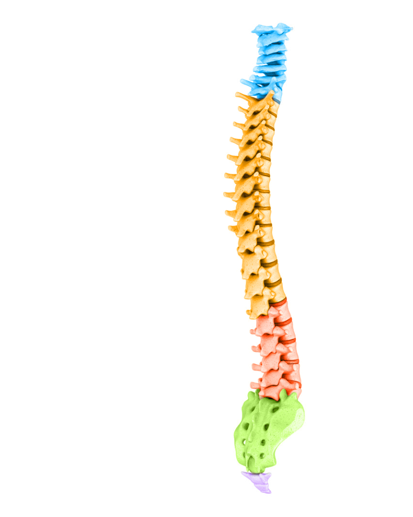 full spine model beaverton familt chiropratic